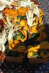 Various Pumpkins, South Burlington, Shelburne, Vermont, U.S.A.