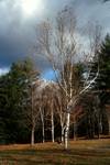 Bare Silver Birches, Lake Placid, U.S.A.