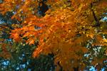 Foliage, Ticonderoga, U.S.A.