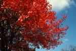 Red Foliage, Saratoga Springs, U.S.A.