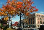Red Foliage & Street, Saratoga Springs, U.S.A.