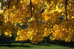 Golden Leaves Against Light, Stockbridge, U.S.A.