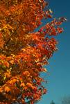 Orange Maple, Stockbridge, U.S.A.