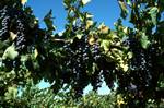 Vineyard - Black Grapes, Mendoza, Argentina