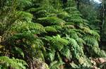 Ferns & Undergrowth, Alerce National Park, Chile