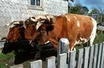 Oxen, Near Lake, Chile
