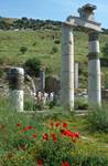 2 Columns & Poppies, Ephesus, Turkey