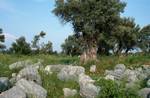 Broken Columns & Old Olive Trees, Teos, Turkey