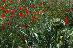 Poppies & Artichokes, Erythrae, Turkey