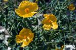 Yellow Horned Poppies, Lonely Cove, Turkey