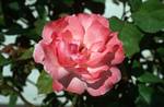 Pink Rose, Izmir, Turkey