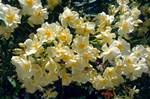 Yellow Oleander, Samos - Pythagorio, Greece
