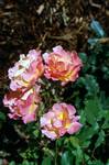 Peach / Pink Roses, Blairquan, Scotland