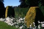 Hedges & White Margueritas, Carnell, Scotland