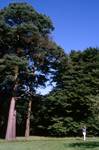 Scots Pine, Carnell, Scotland
