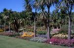 Palms & Herbaceous Border, Logan Garden, Scotland