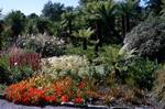 Palms, Tree Ferns & Herbs, Logan Garden, Scotland