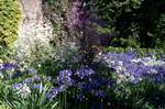 Blue & White Agapanthus, Logan Garden, Scotland