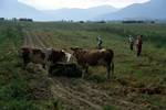 Cattle & Group, Transylvania, Romania