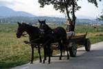 Cart & 2 Horses, Transylvania, Romania