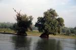 Willows in Water, Danube Delta, Romania