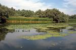 Reeds & Lilies, Danube Delta, Romania