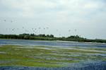 Pelicans in Flight, Danube Delta, Romania