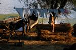Milo 23 - Washing & Girl at River, Danube Delta, Romania