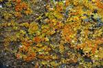 Yellow Orange Lichen, Brown's Bluff, Antarctica