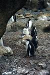 Gentu Penguins, Brown's Bluff, Antarctica