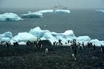 Penguins, Ice & Prof.Khromov, Brown's Bluff, Antarctica
