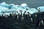 Ad??lie Penguins & Ice, Brown's Bluff, Antarctica