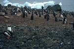 Penguins & Young, Brown's Bluff, Antarctica