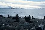 Fur Seals, Bones, Prof.Khromov, Penguin Island, Antarctica