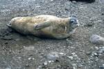 Weddell Seal, Penguin Island, Antarctica