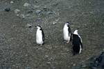 Chinstrap Penguins, Penguin Island, Antarctica
