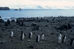 Penguins, Seals & Prof.Khromov, Penguin Island, Antarctica