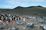 Penguins & Volcanic Hill, Penguin Island, Antarctica