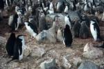 Penguins, Penguin Island, Antarctica