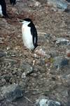 Chinstrap, Penguin Island, Antarctica