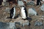 Chinstraps, Penguin Island, Antarctica