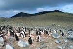 Penguins & Volcanic Hill, Penguin Island, Antarctica