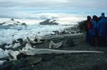 Whale Bones, Ice & Group, Admiralty Bay, Antarctica