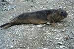 Seal, Hannah's Point - Livingstone Island, Antarctica