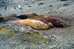 Group of Seals, Hannah's Point - Livingstone Island, Antarctica
