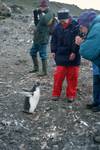 People, Young Penguins, Hannah's Point - Livingstone Island, Antarctica
