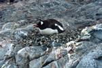 Gentu Penguin on Nest, Cuberville Island, Antarctica