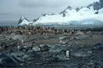 Penguin Colony & Snowy Point, Cuberville Island, Antarctica