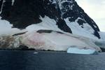 Pink Snow, Neumayer Channel, Antarctica