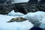 Seal on Iceberg, Lemaire Channel, Antarctica